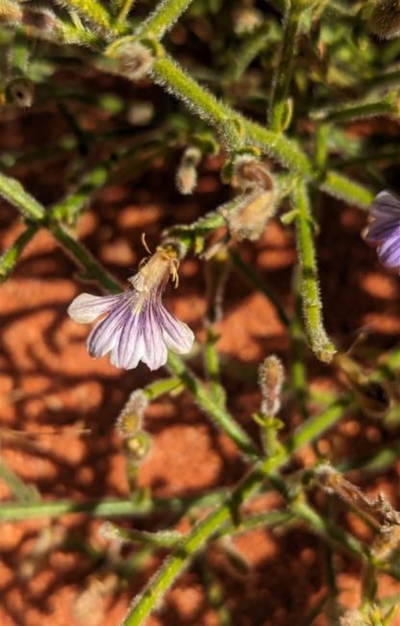 Scaevola parvifolia subsp. parvifolia