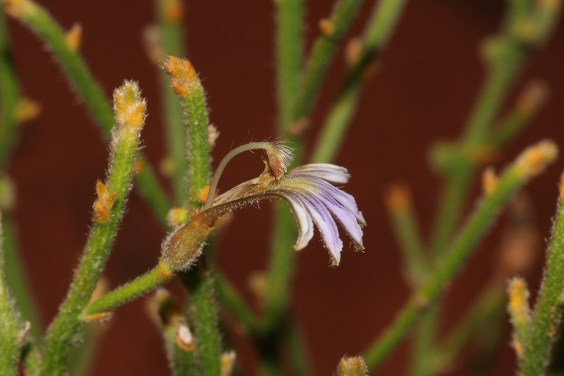Scaevola parvifolia subsp. parvifolia photo 2