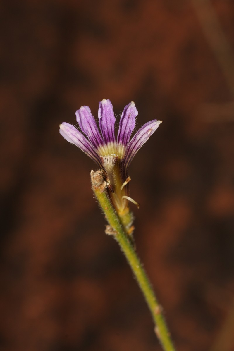 Scaevola parvifolia subsp. parvifolia photo 3