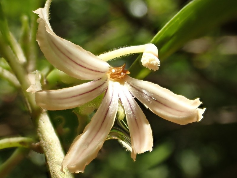 Forest Naupaka