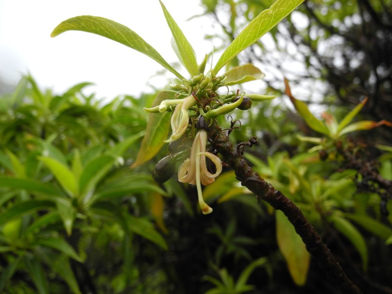 Forest Naupaka photo 2