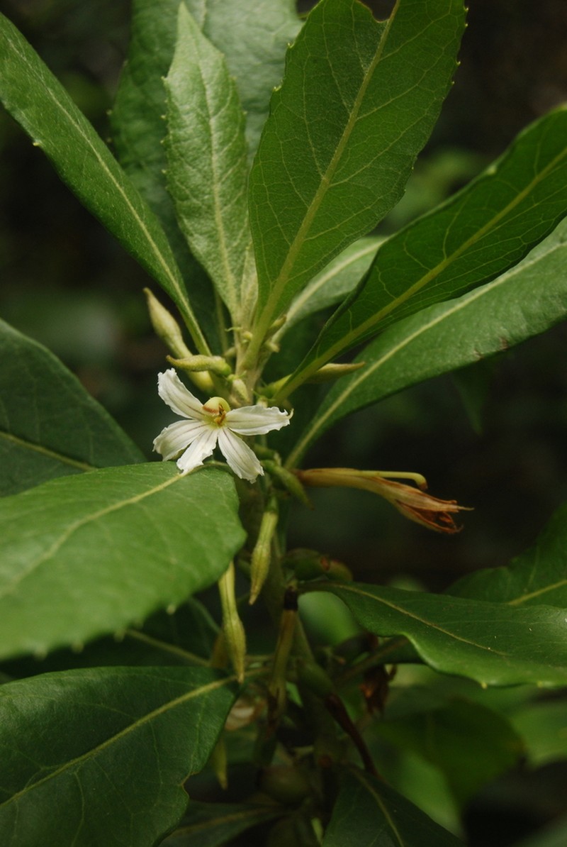 Forest Naupaka photo 3