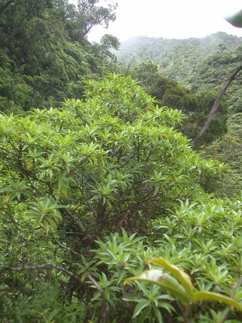 Forest Naupaka photo 7