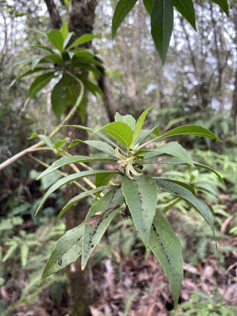 Forest Naupaka photo 8