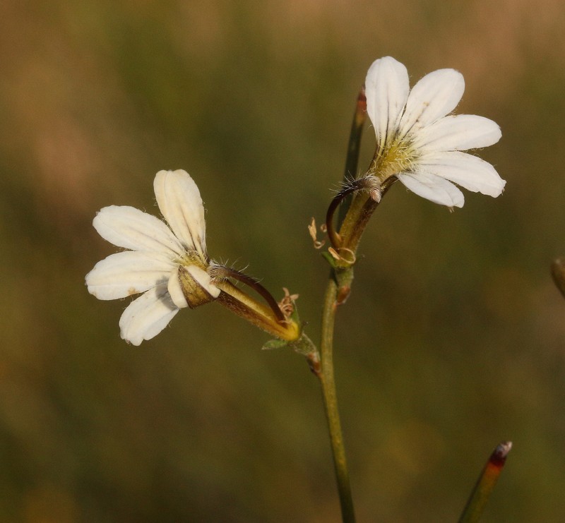 Scaevola restiacea subsp. restiacea