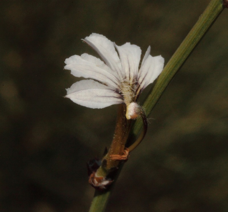 Scaevola restiacea subsp. restiacea photo 2
