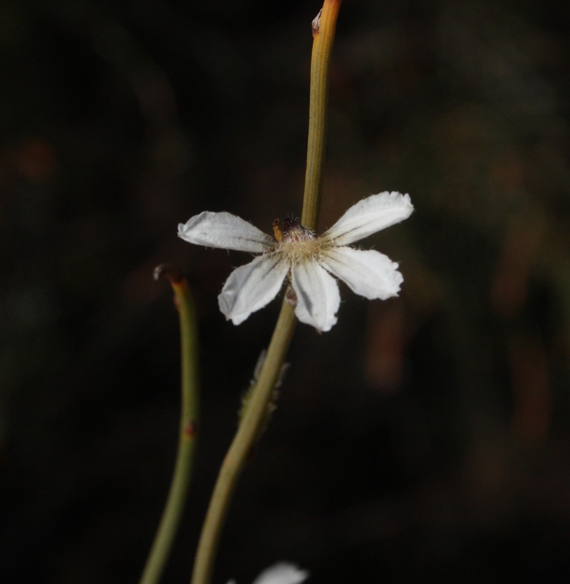 Scaevola restiacea subsp. restiacea photo 3