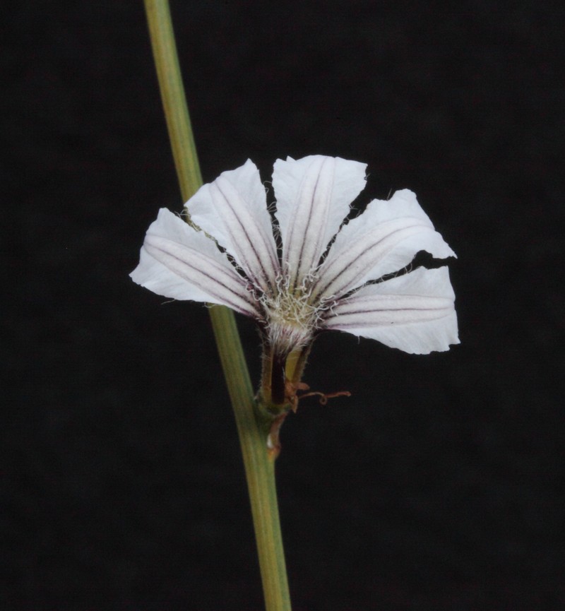 Scaevola restiacea subsp. restiacea photo 4
