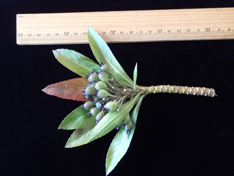 Scaevola samoensis photo 2