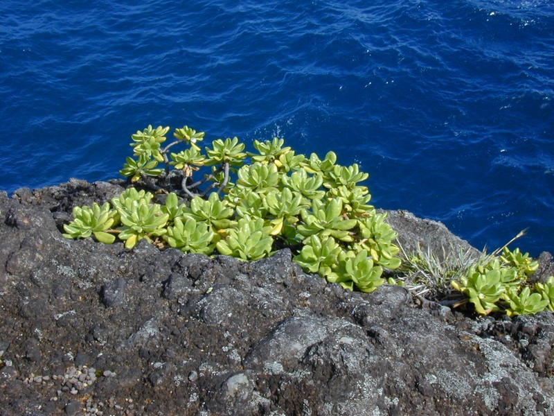 Beach Naupaka photo 8
