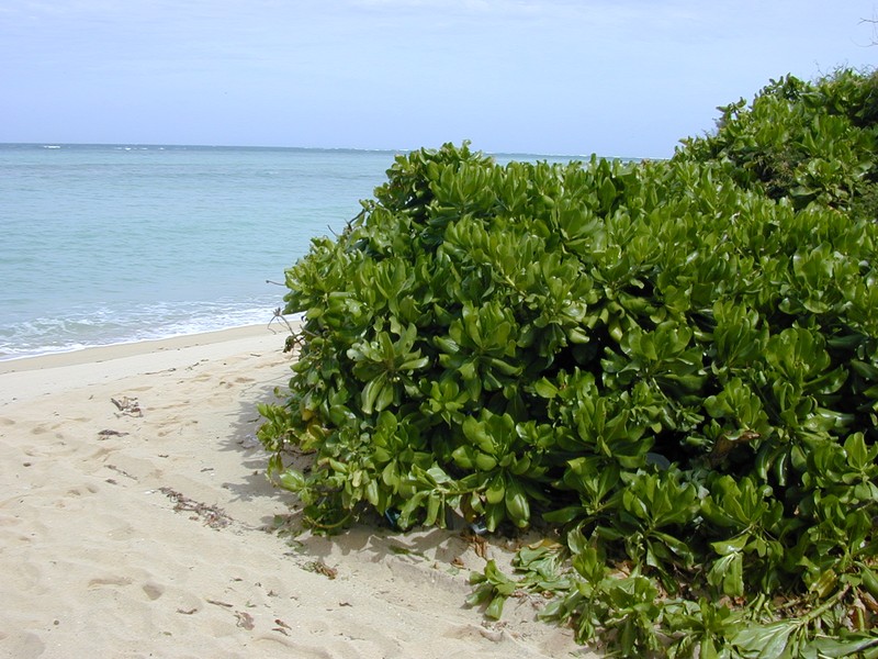 Beach Naupaka