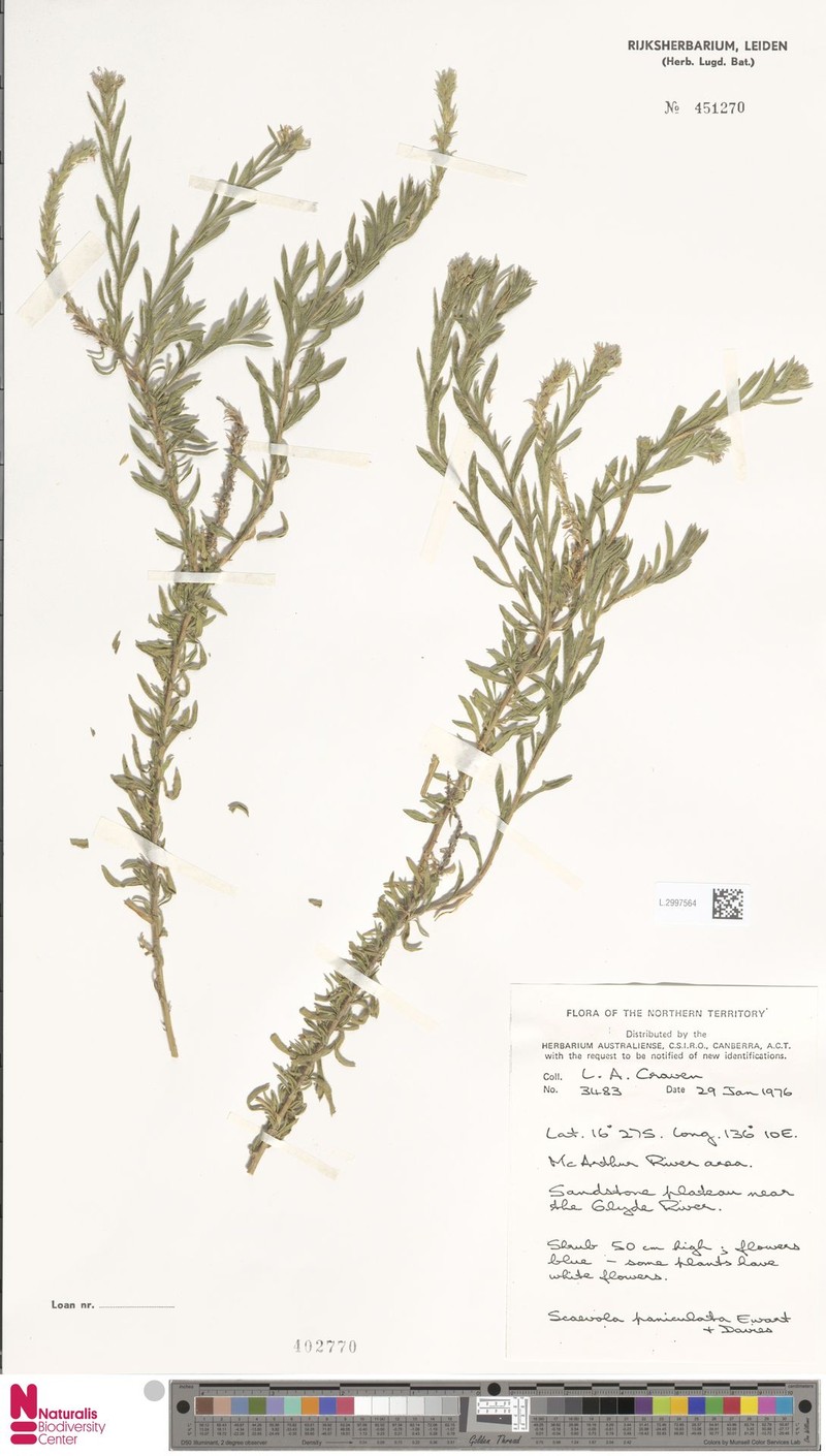 Scaevola thesioides subsp. thesioides
