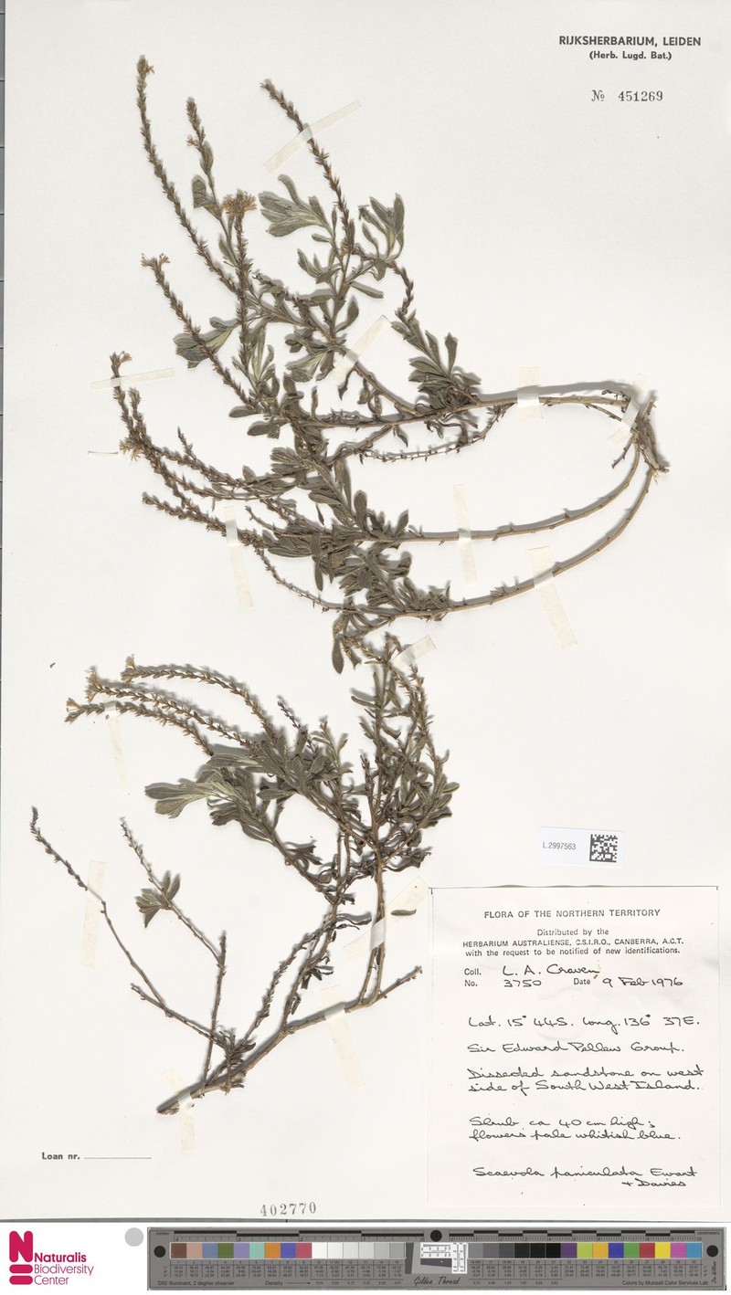 Scaevola thesioides subsp. thesioides photo 2