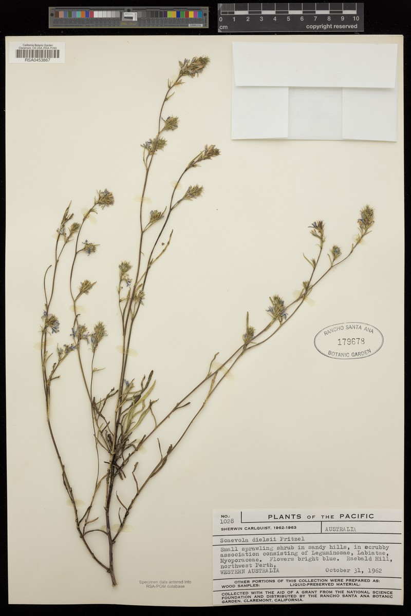 Scaevola thesioides subsp. thesioides photo 3