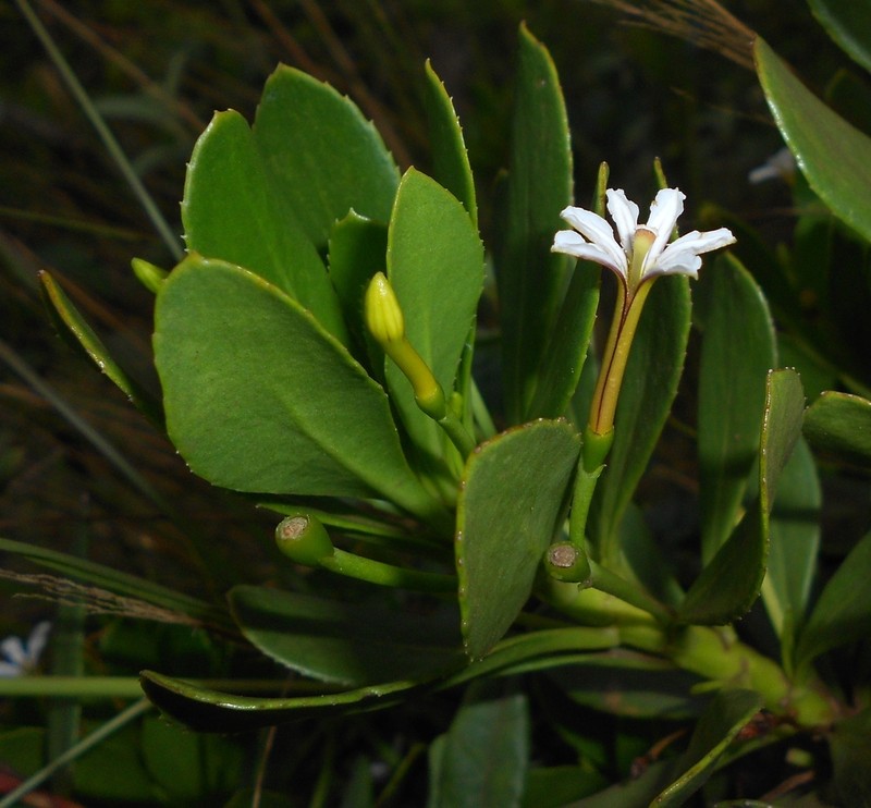 Scaevola wrightii
