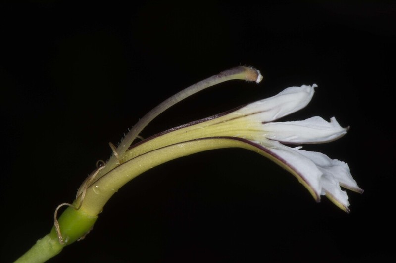 Scaevola wrightii photo 2