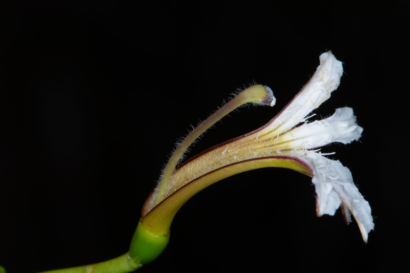 Scaevola wrightii photo 3