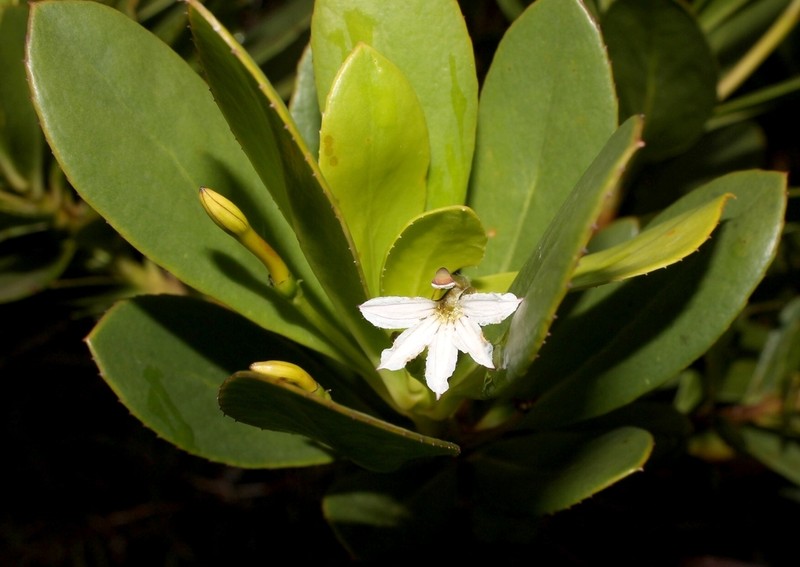 Scaevola wrightii photo 4