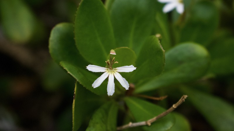 Scaevola wrightii photo 7