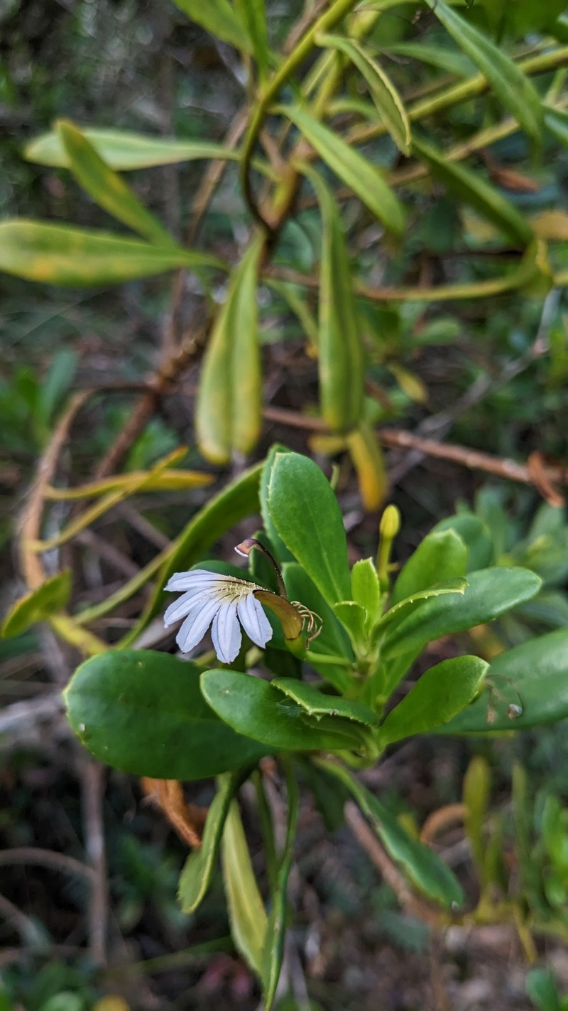 Scaevola wrightii photo 8