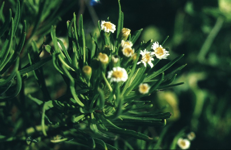 Scalesia affinis
