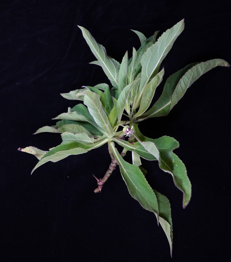 Scalesia affinis subsp. brachyloba