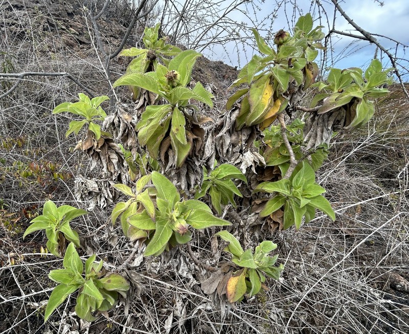 Scalesia affinis subsp. gummifera