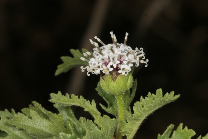 Scalesia baurii