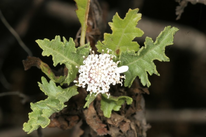 Scalesia baurii photo 2