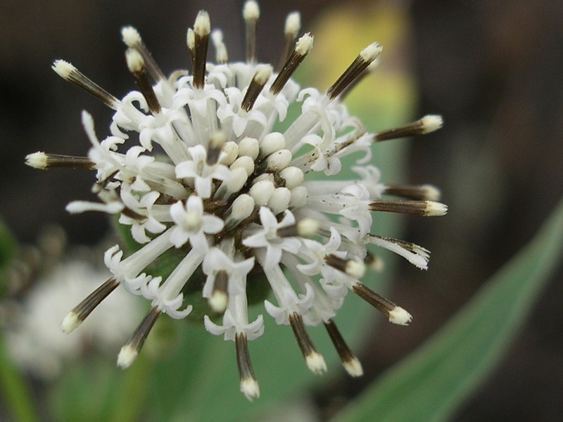 Scalesia cordata photo 5