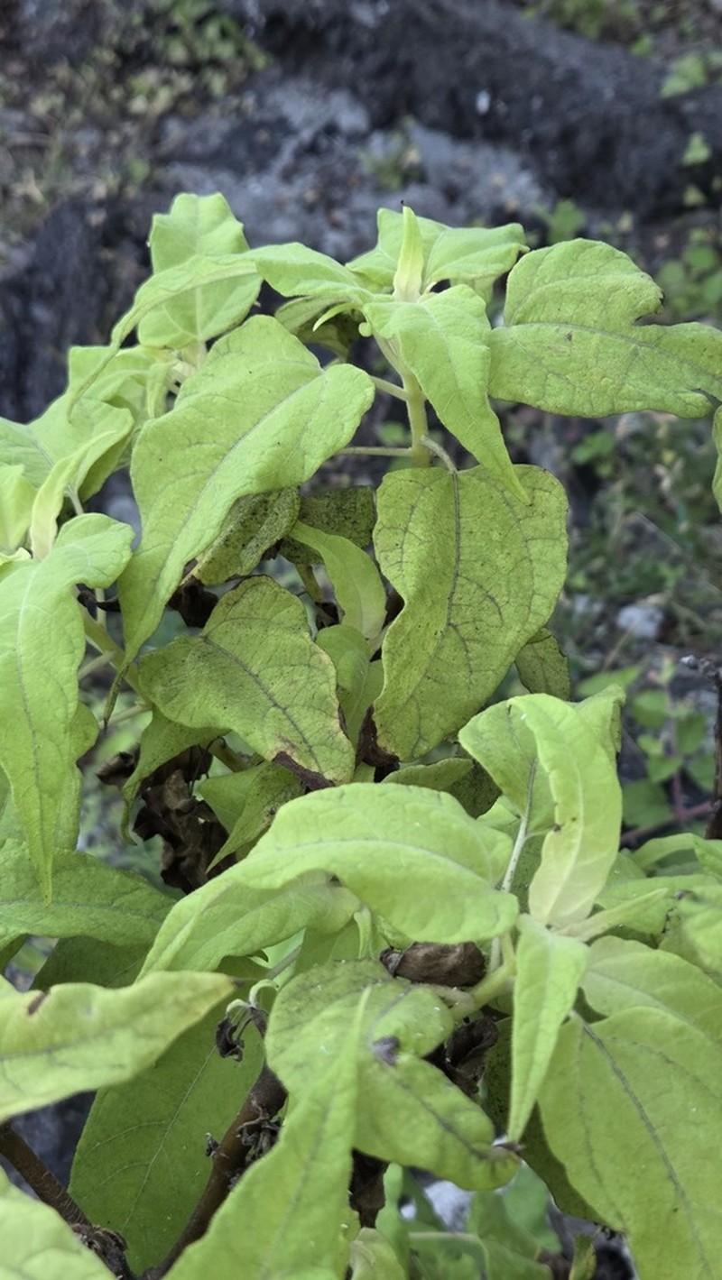 Scalesia cordata photo 8