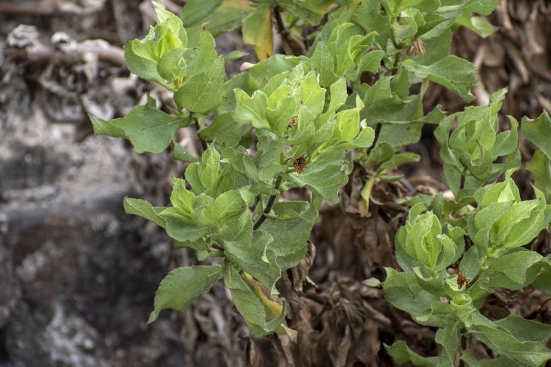 Scalesia crockeri