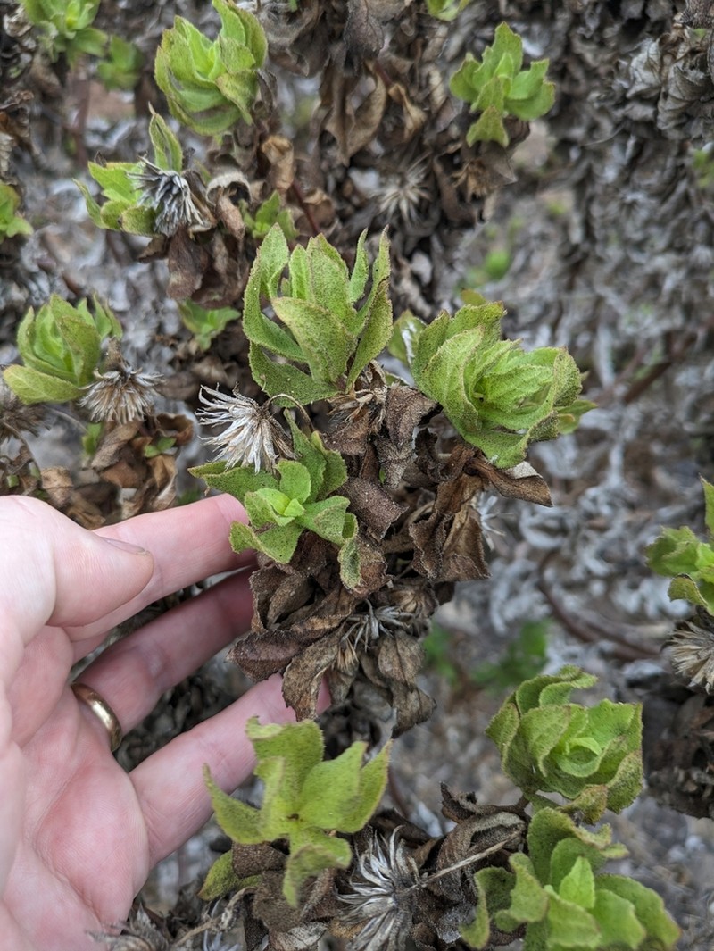 Scalesia crockeri photo 2