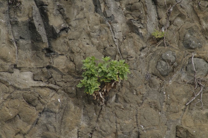 Scalesia crockeri photo 3