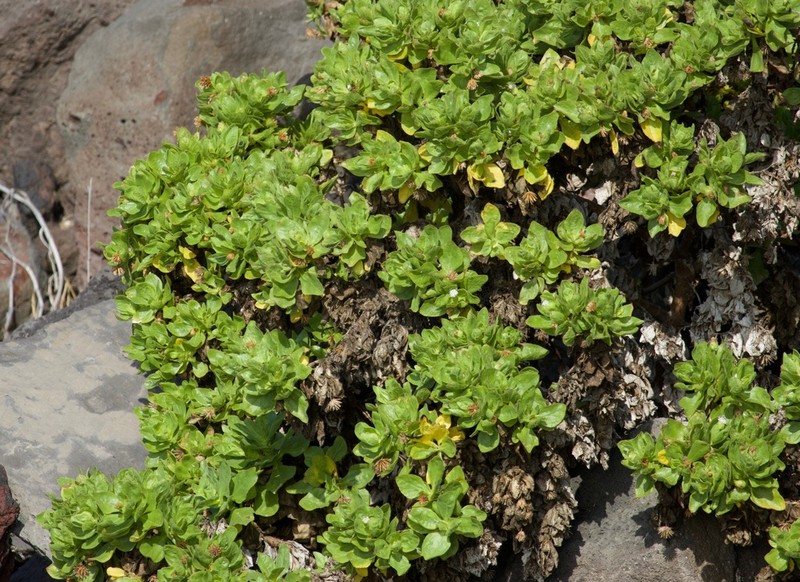 Scalesia crockeri photo 5