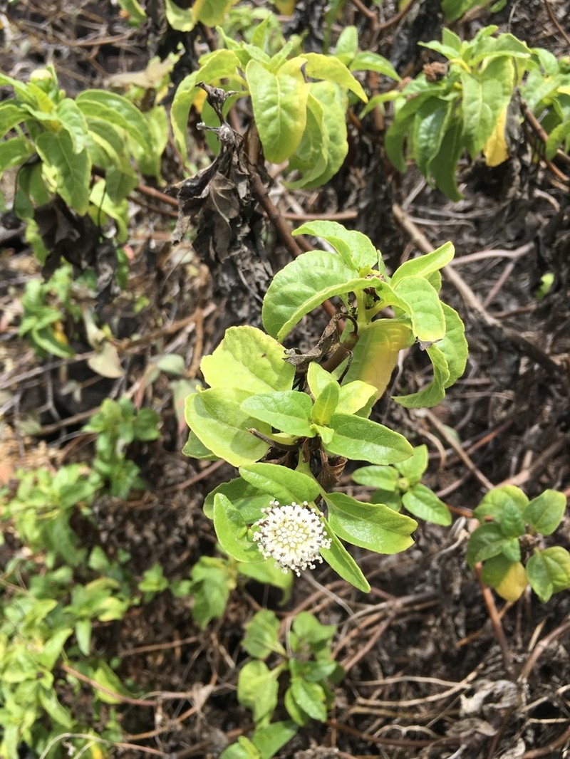 Scalesia gordilloi photo 4