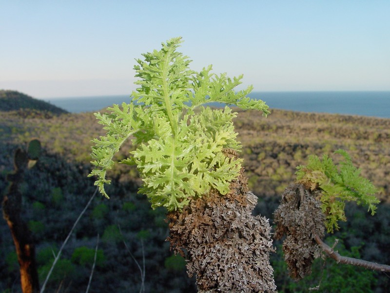 Scalesia helleri photo 2