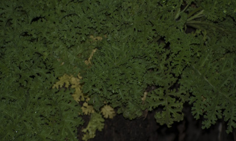 Scalesia helleri photo 3