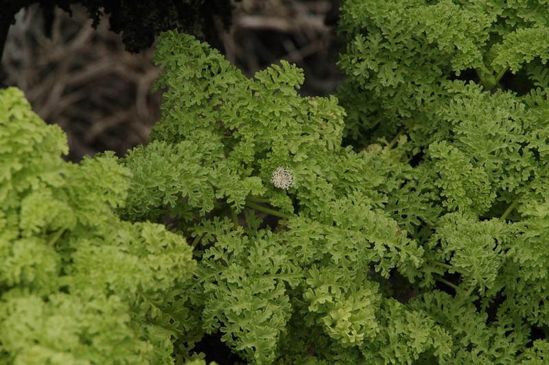 Scalesia helleri photo 5
