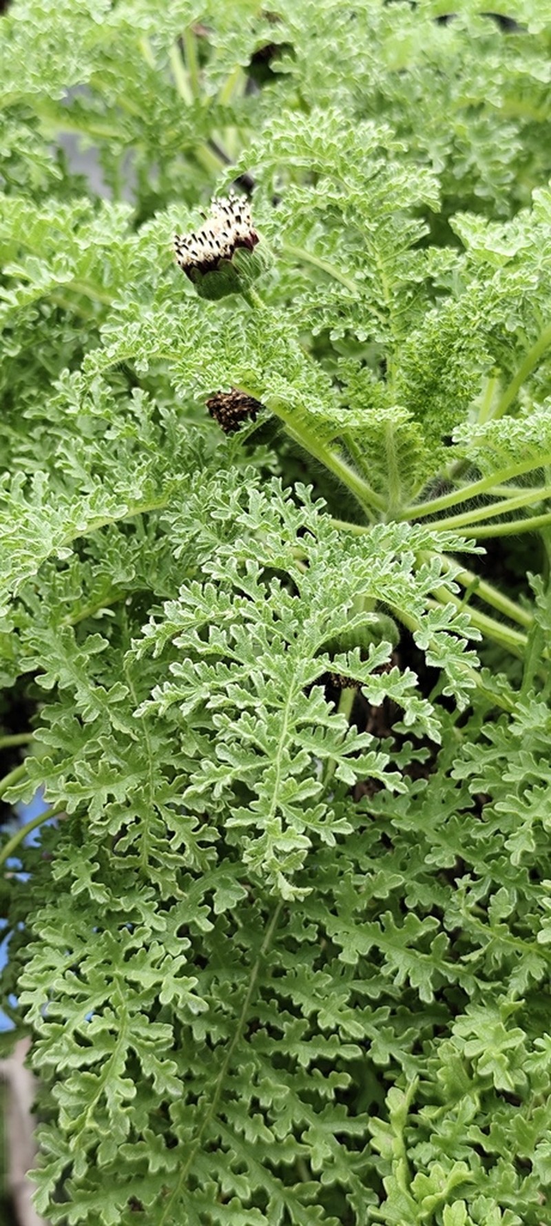 Scalesia helleri photo 6