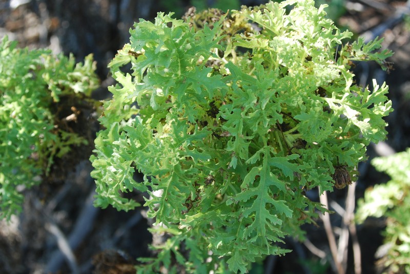 Scalesia helleri subsp. helleri