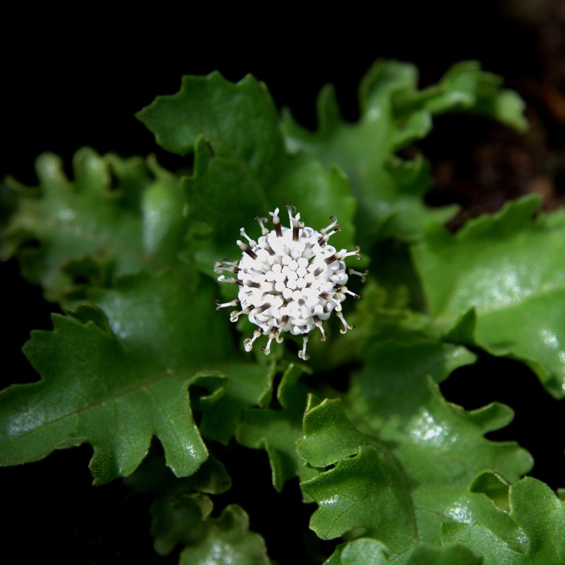 Scalesia incisa