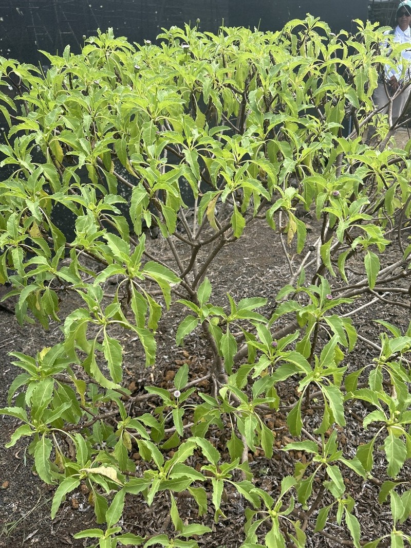 Scalesia incisa photo 2