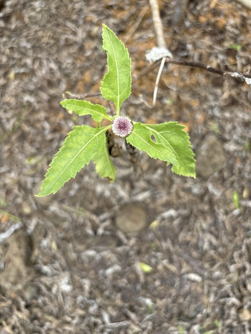 Scalesia incisa photo 5