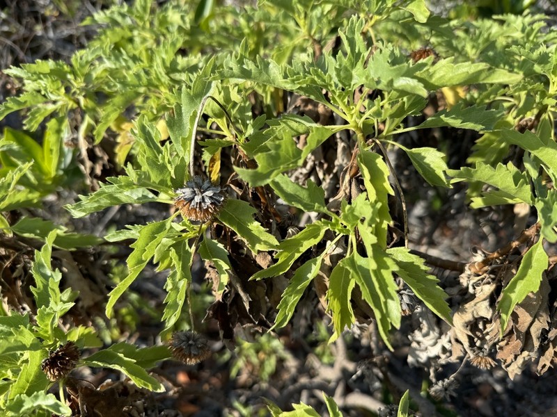 Scalesia incisa photo 6