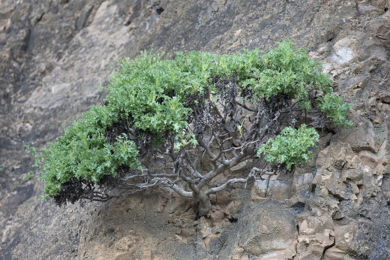Scalesia incisa photo 7