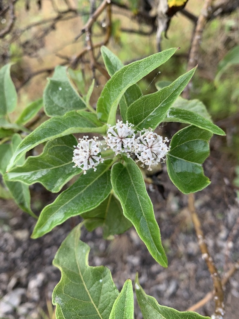 Scalesia microcephala