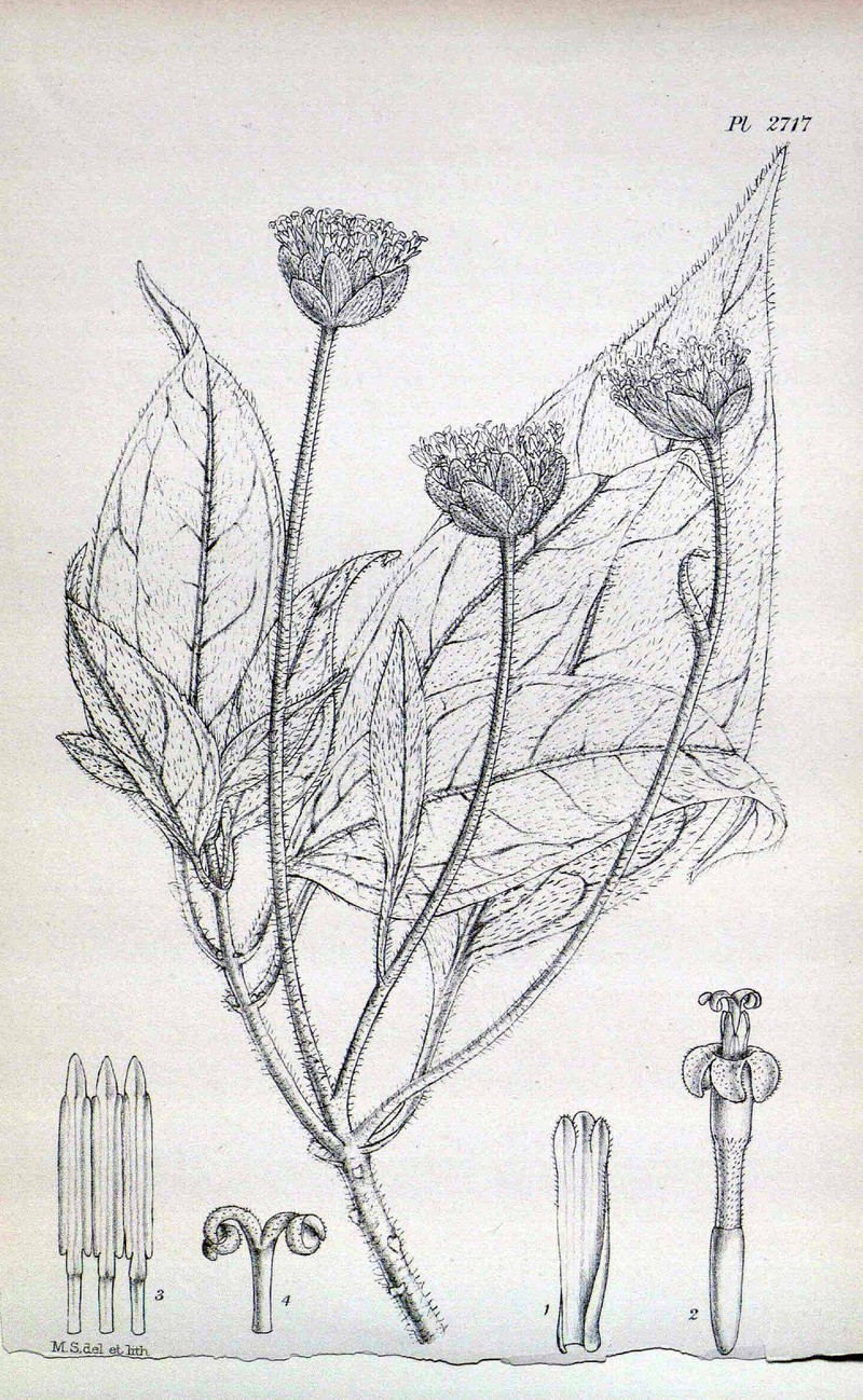 Scalesia pedunculata photo 2