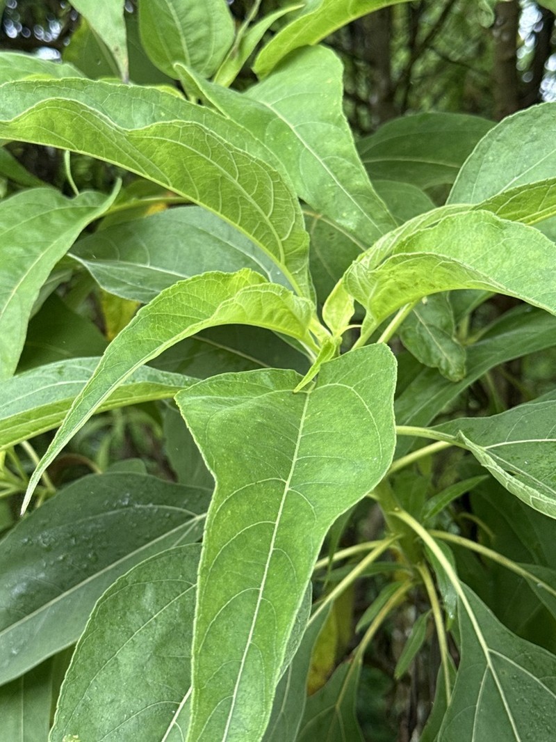 Scalesia pedunculata photo 3
