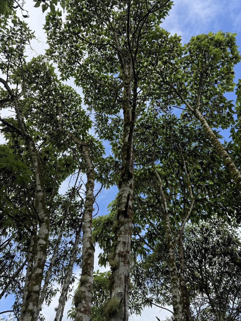 Scalesia pedunculata photo 4